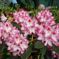 Rododendras (Rhododendron) 'Hachmann's Charmant'